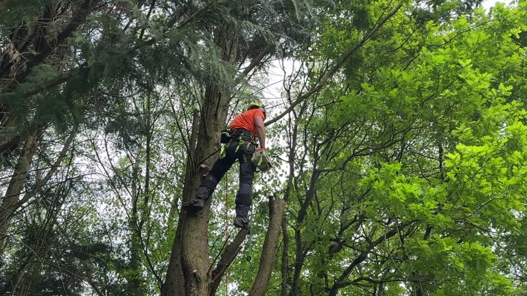 How Our Tree Care Process Works  in Greens Farms, CT